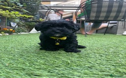 Mixed Breed dogs for sale: Cutest Havadoodles - Image 3