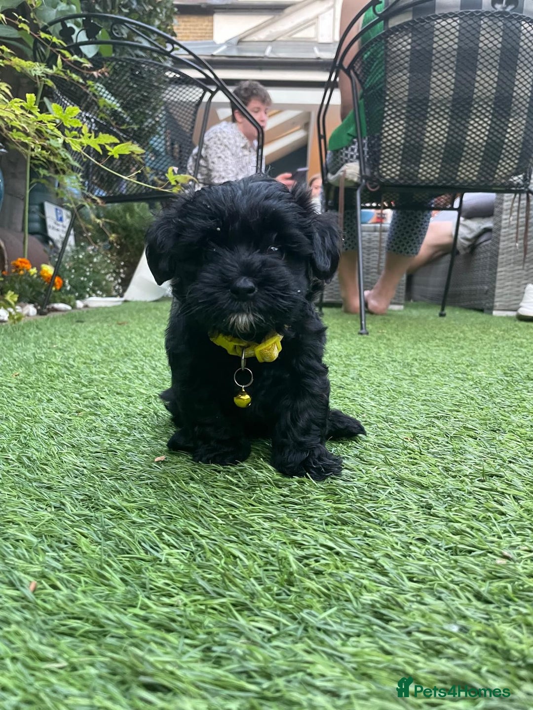 Mixed Breed dogs for sale: Cutest Havadoodles - Image 3