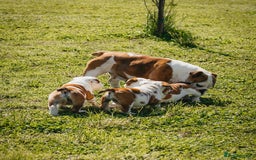 Beagle dogs for sale: Beagle Puppies  Friendly - Image 6