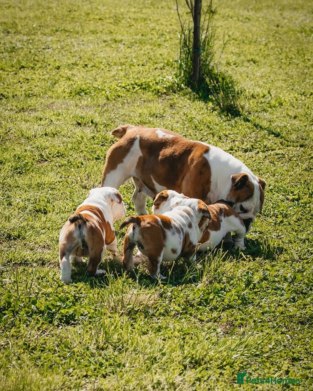 Beagle dogs for sale: Beagle Puppies  Friendly - Image 6