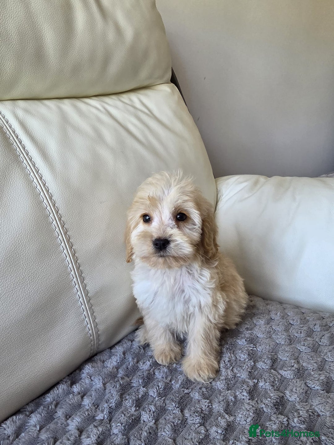 Cockapoo dogs for sale: Cockapoo puppies - Image 4