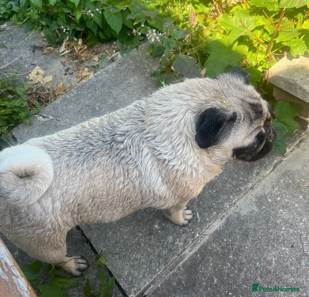 Pug dogs for sale: Gorgeous Pug Girl 3 Years old Ready Now - Advert 5