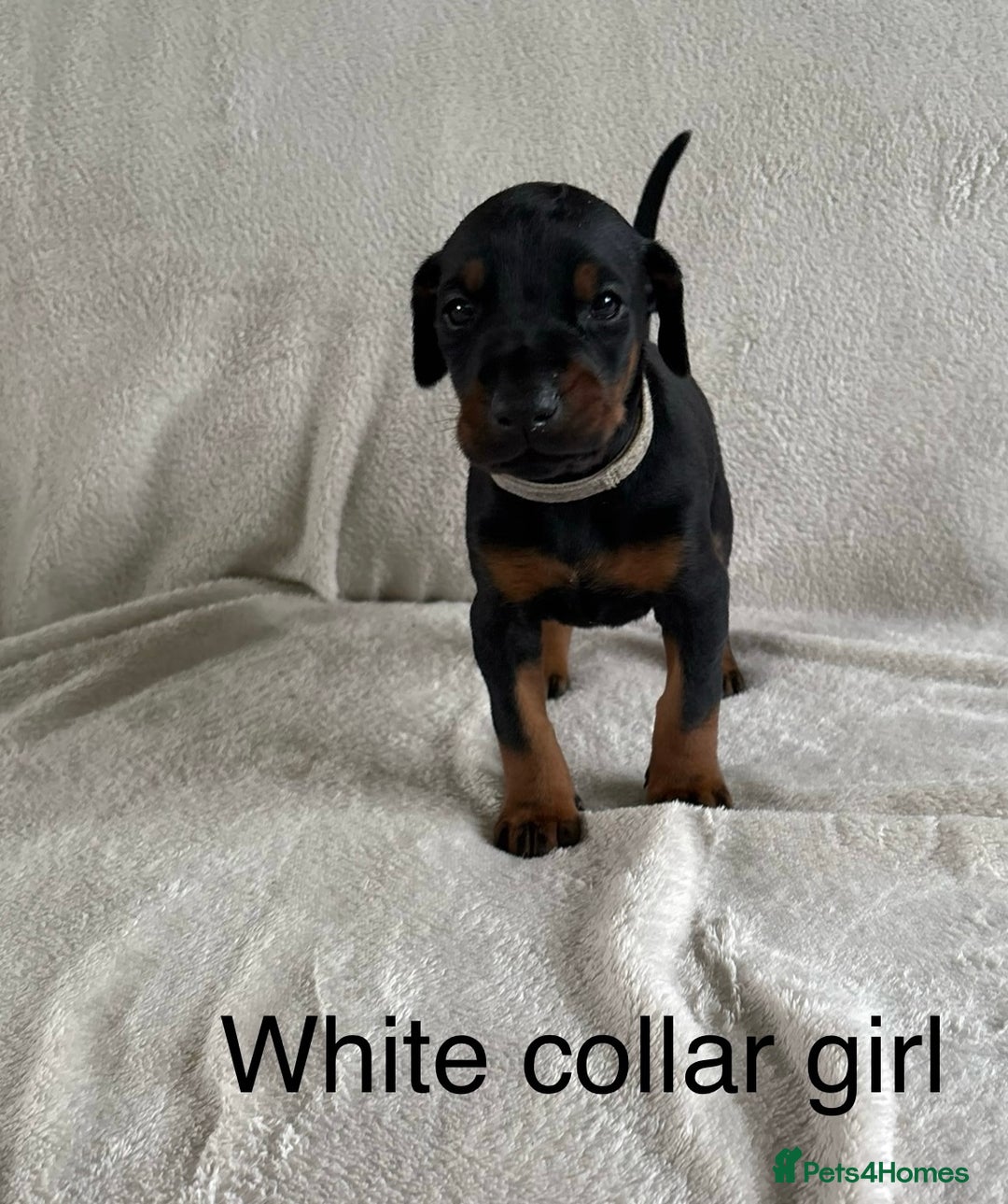 Dobermann dogs for sale: Beautiful European KC reg Doberman Puppies - Image 6