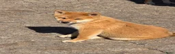 Japanese Shiba Inu dogs for sale: Shiba Inu puppies parents health tested  - Advert 21