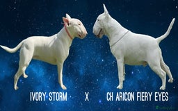 English Bull Terrier dogs for sale: Outstanding English Bull Terrier Puppies - Image 19