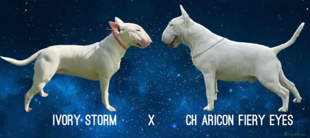 English Bull Terrier dogs for sale: Outstanding English Bull Terrier Puppies - Image 19