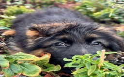 German Shepherd dogs for sale: Ready for new home. German Shepard 1 boy Left!!!  - Image 2
