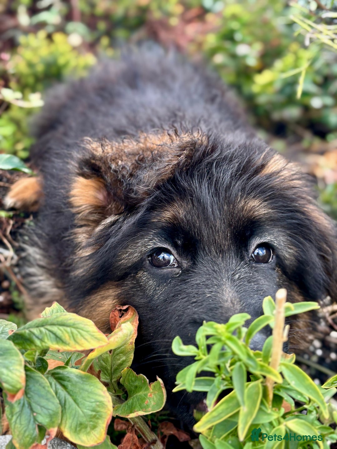 German Shepherd dogs for sale: Ready for new home. German Shepard 1 boy Left!!!  - Image 2