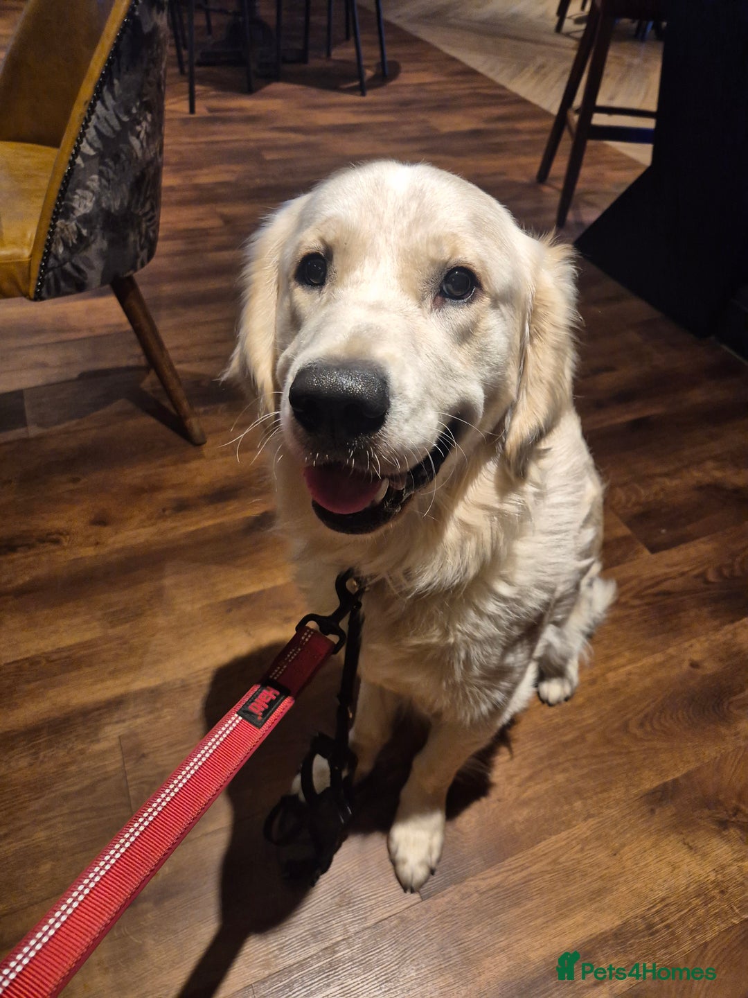 Golden Retriever dogs for sale: Male golden retriever  - Advert 1