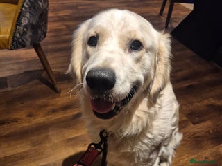 Golden Retriever dogs Male golden retriever - Advert 3