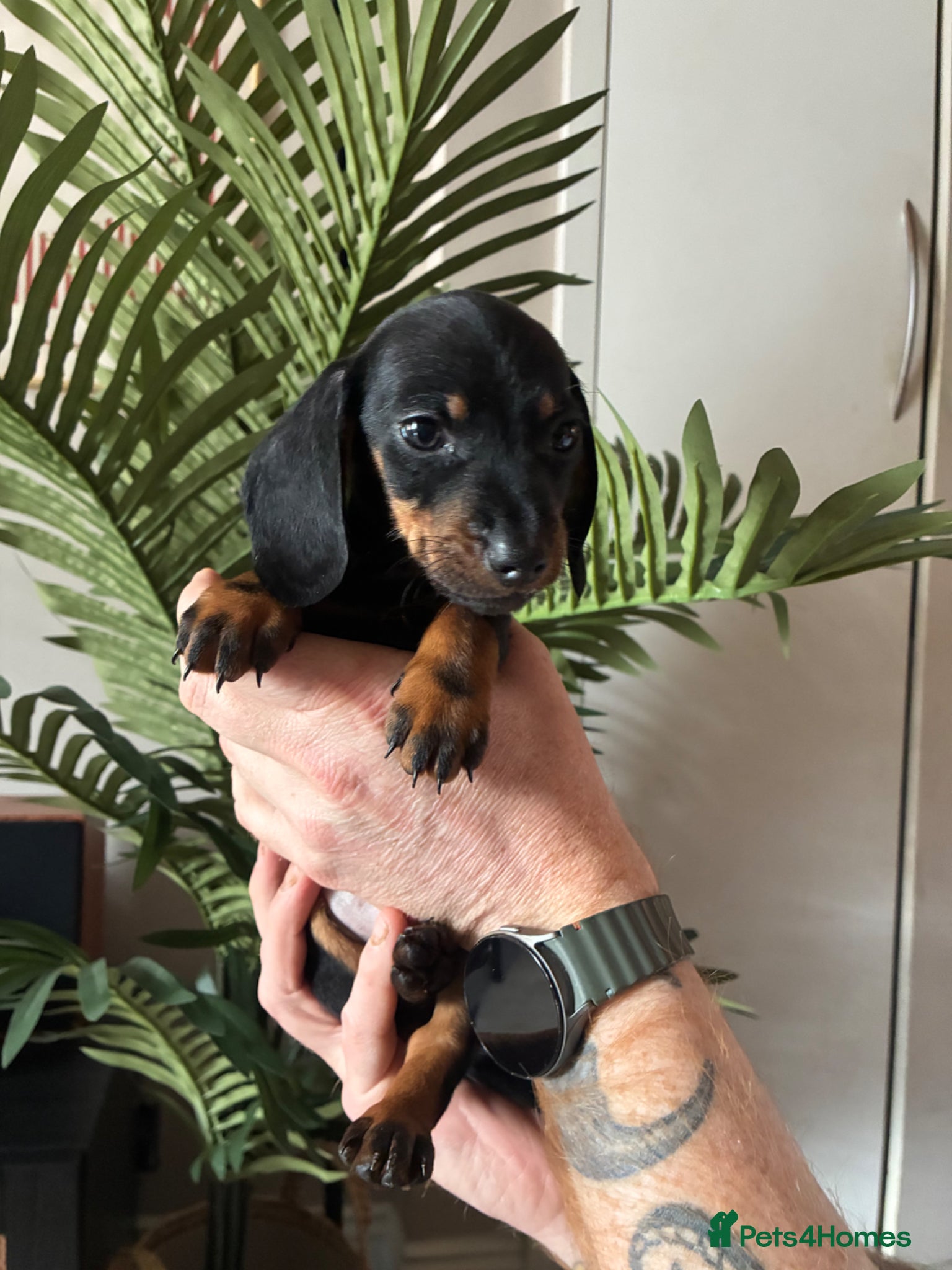 Miniature Dachshund dogs Ready Now - Beautiful Miniature Dachshund Puppies - Advert 3