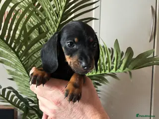 Miniature Dachshund dogs 4 Left - Beautiful Miniature Dachshund Puppies - Advert 8