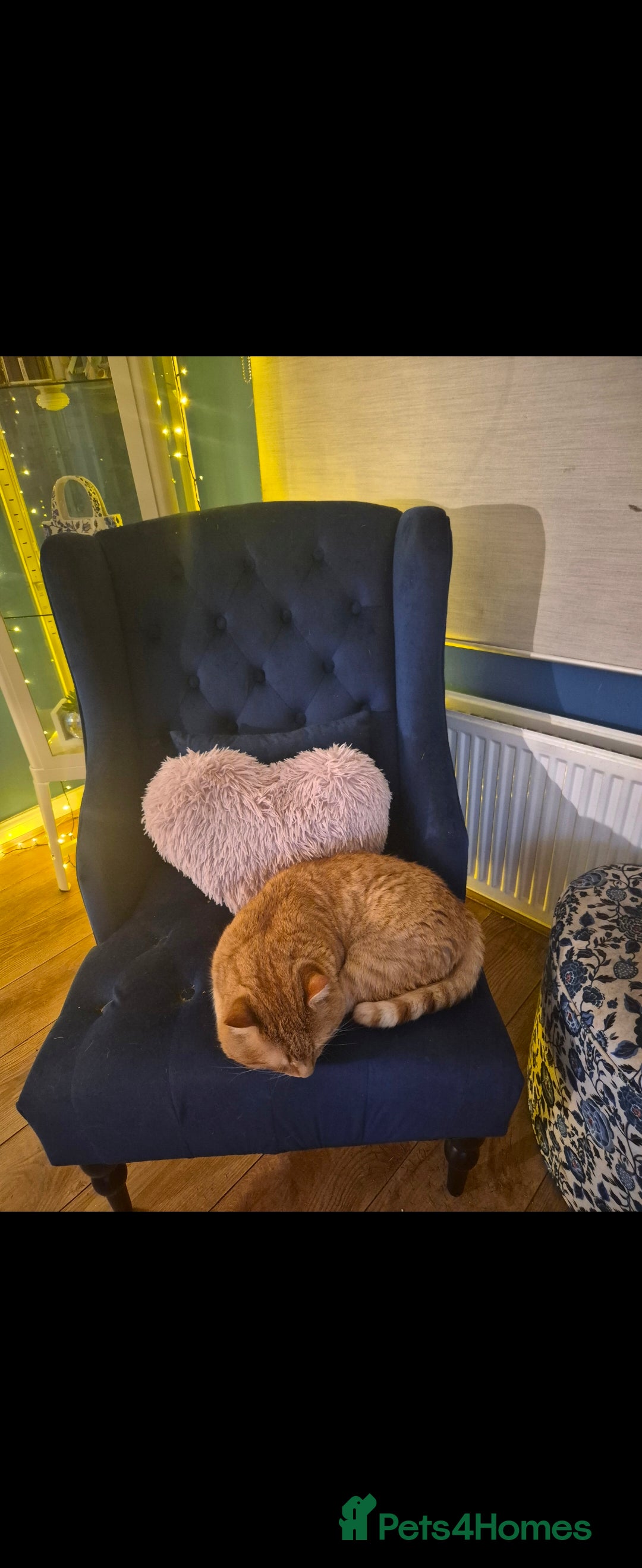 Mixed Breed cats for sale: Beautiful kittens, I have both parents - Advert 3