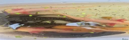 Other/Mixed Breed fish for sale: Axolotl - Advert 3