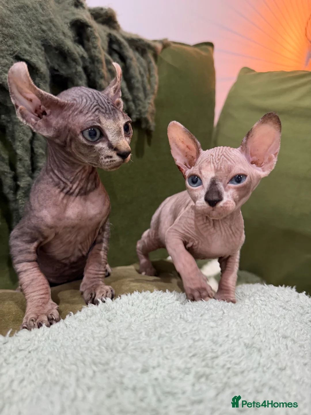 Sphynx cats for sale: Spynx kittens - Advert 1