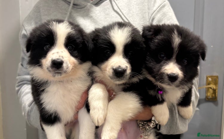 Border Collie dogs - Advert 3