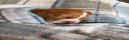 Cocker Spaniel dogs for sale: Golden girl cocker spaniel  in Reading - Advert 4