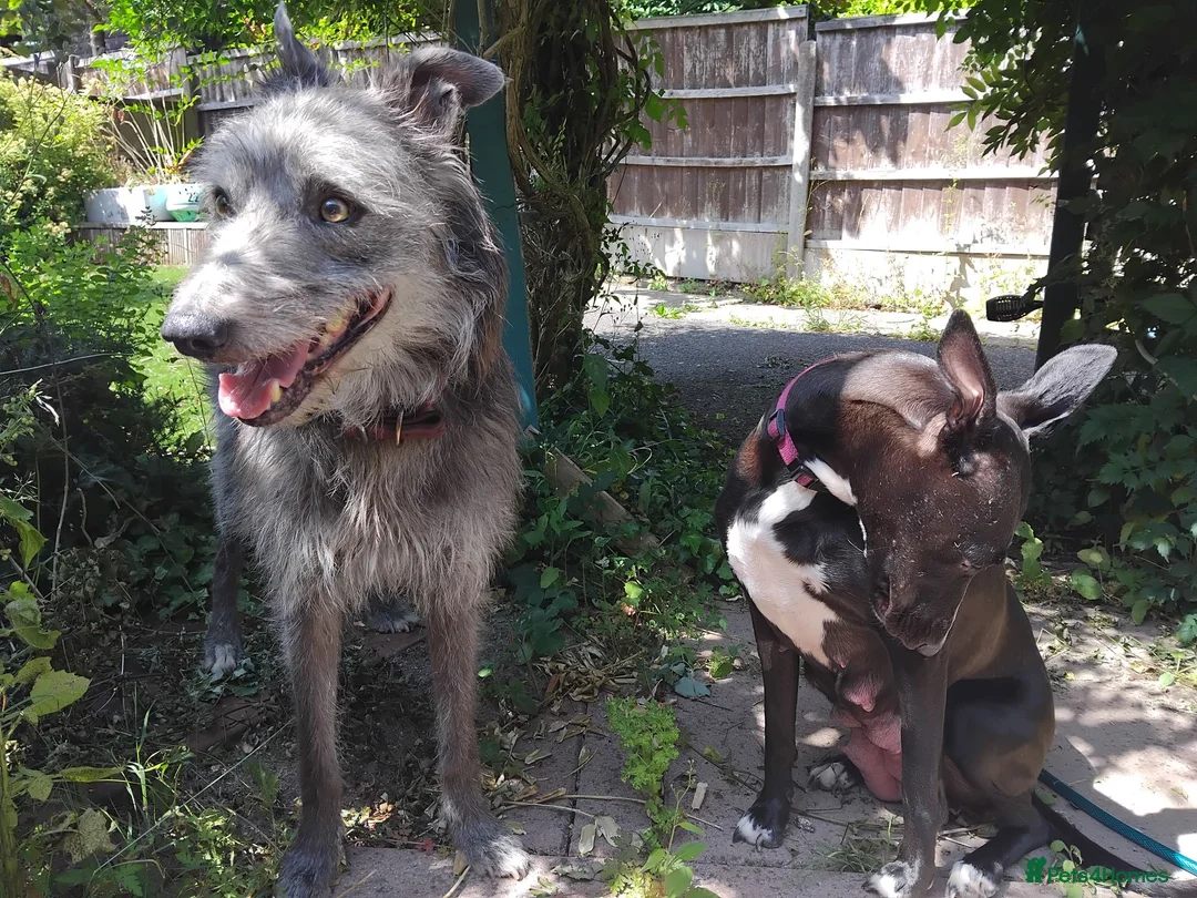 Lurcher dogs for sale: Bedlington greyhound x bull lurcher pups - Advert 6