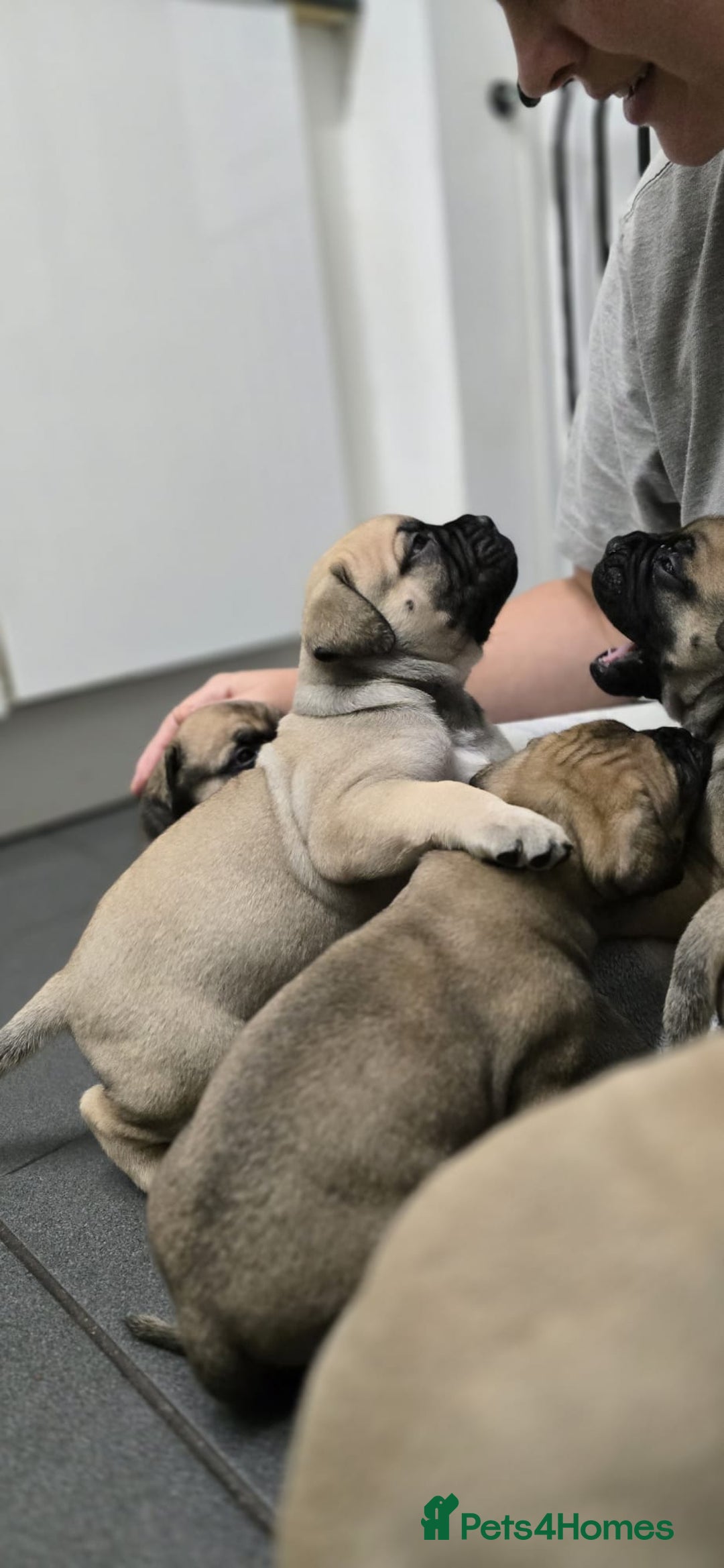 Bullmastiff dogs for sale: Bullmastiff Puppies  - Image 3