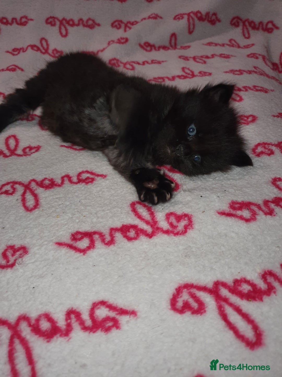 Maine Coon cats for sale: Last kitten available  - Advert 9