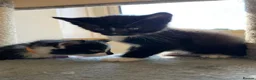 Mixed Breed cats for sale: Kitten - Advert 9