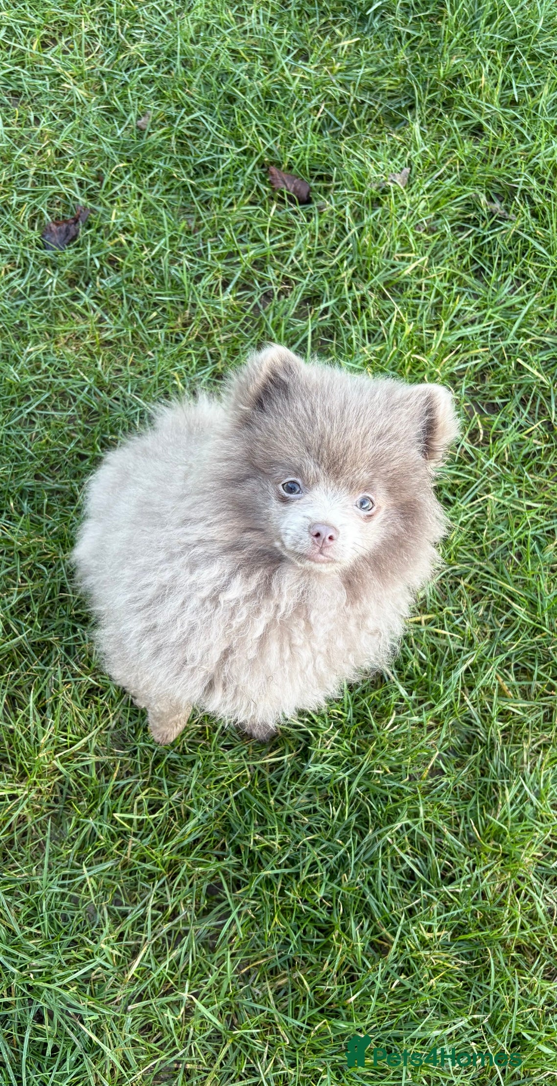 Pomeranian dogs Rare lilac girl. Amazing colour - Advert 1