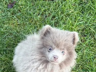 Pomeranian dogs Rare lilac girl. Amazing colour - Advert 1