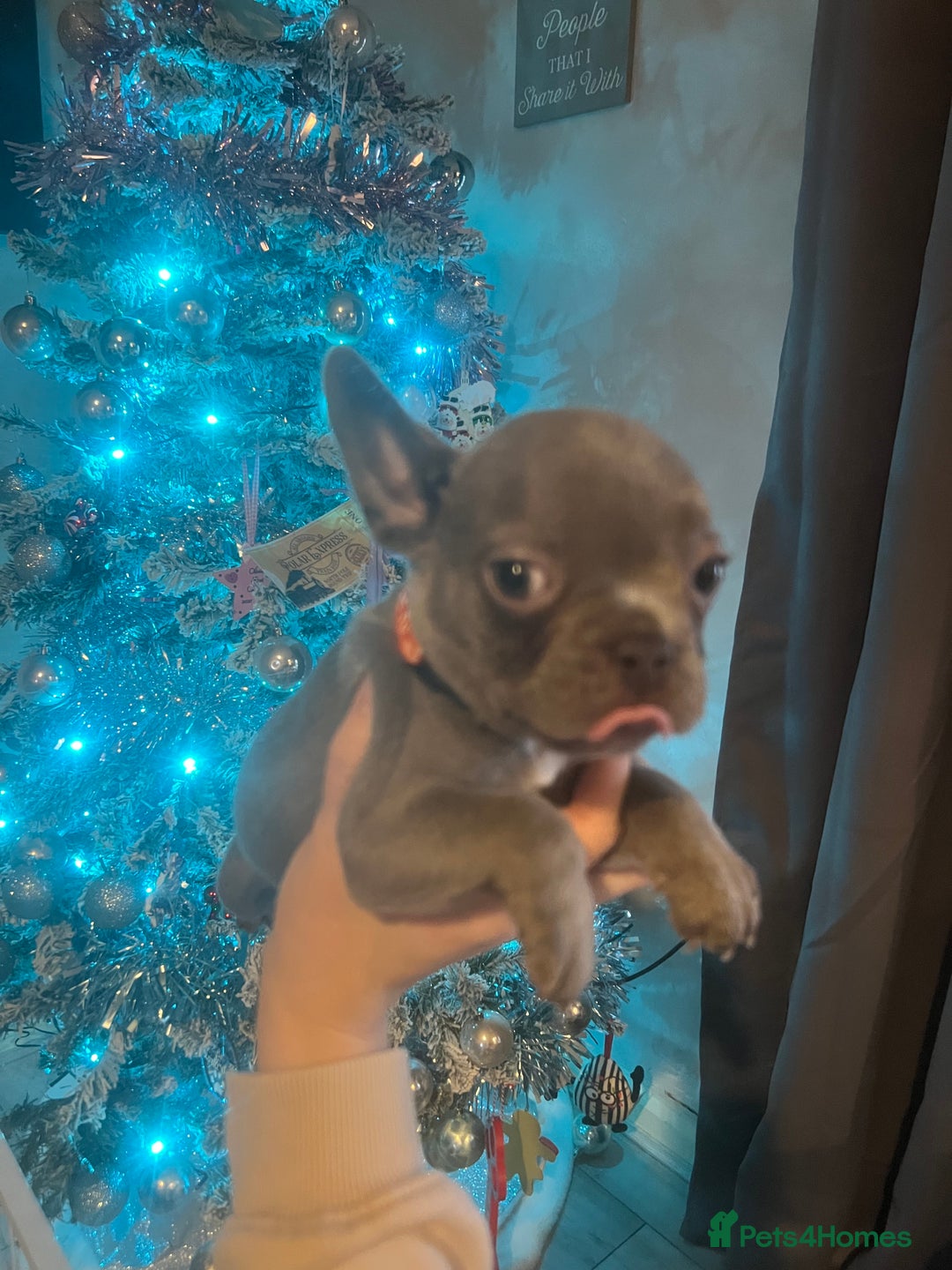 French Bulldog dogs for sale: French bulldog puppies - Advert 14
