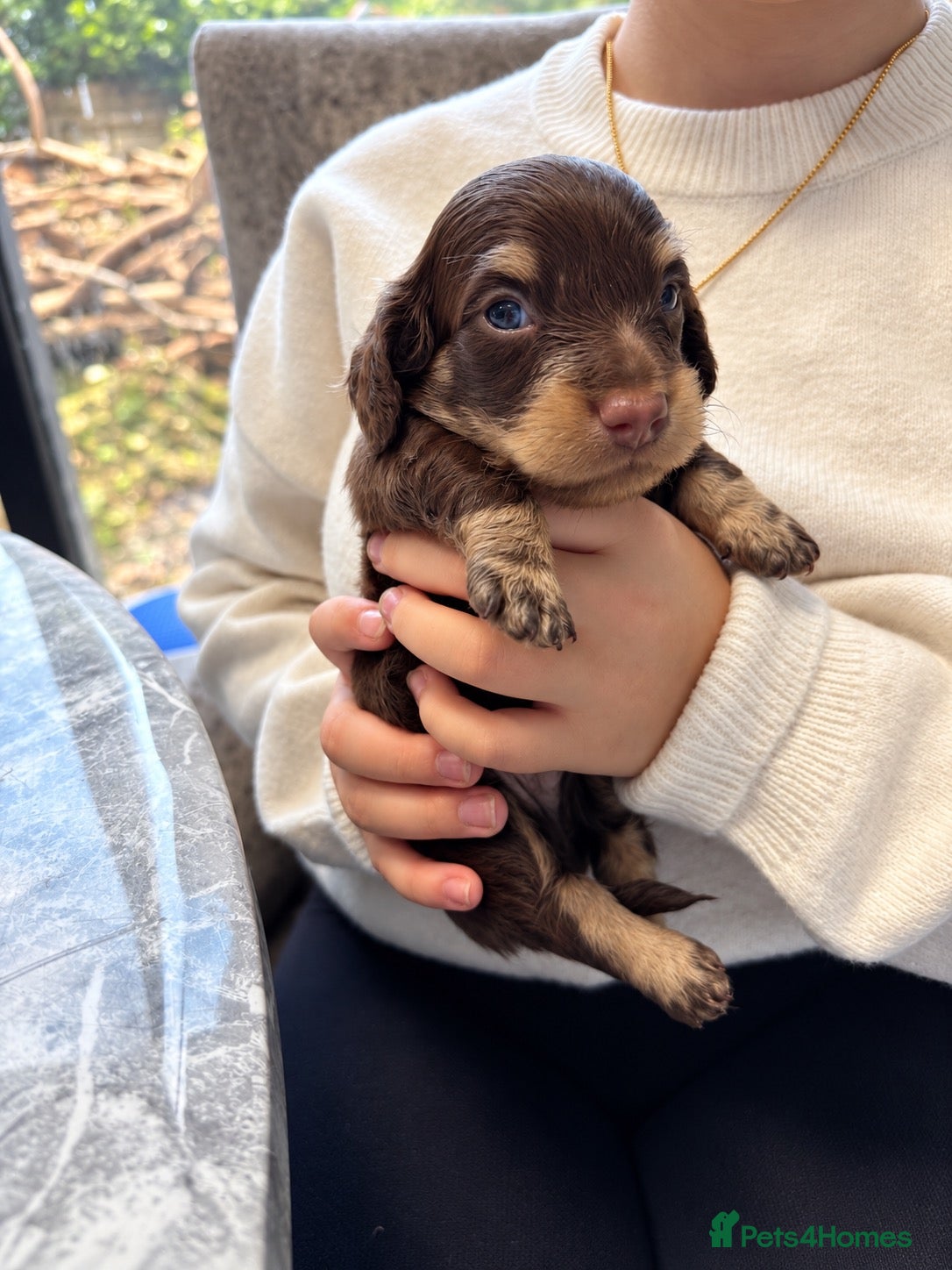 Miniature Dachshund dogs Exquisite mini L/H chocolate/cream 5* licensed  - Advert 1