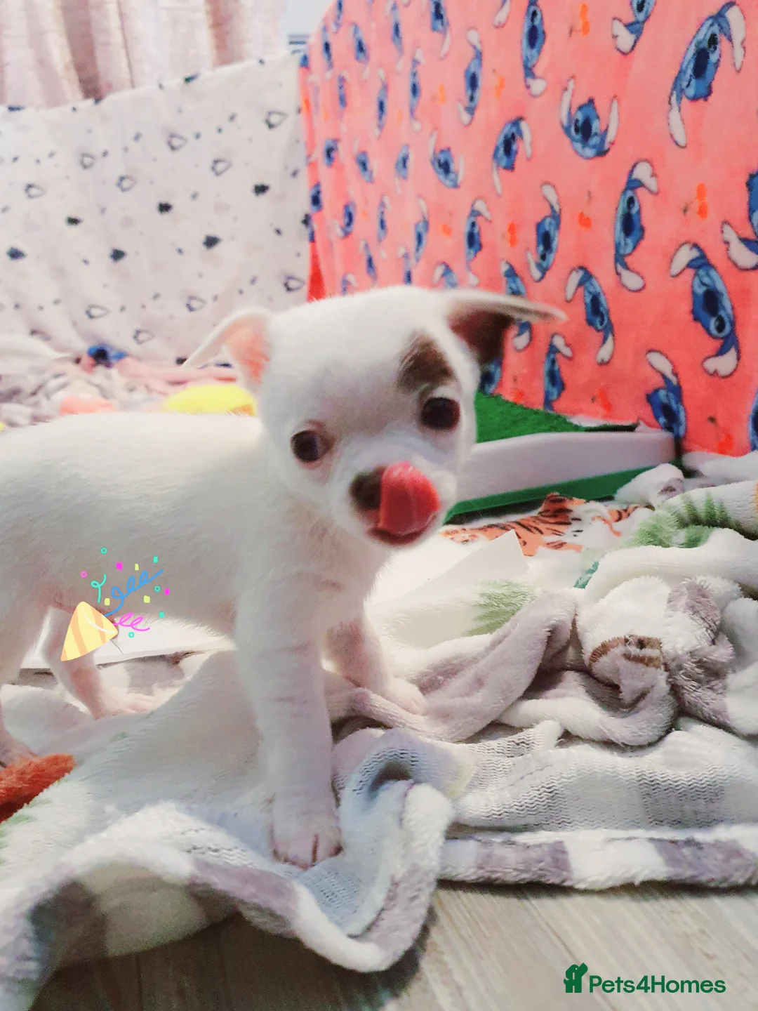 Chihuahua dogs for sale: Xx **  chihuahuas READY NOW.. - Advert 9