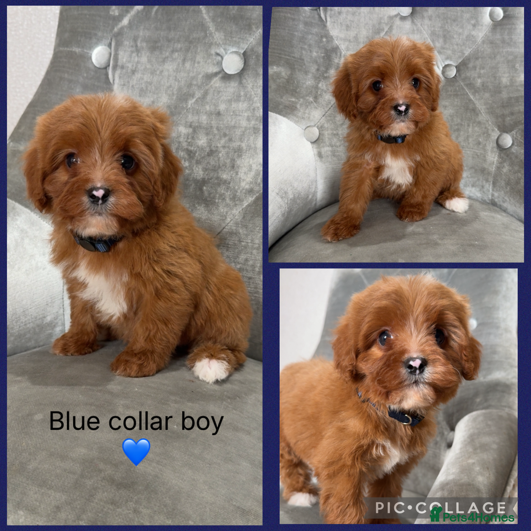 Cavapoo dogs for sale: Beautiful F1 Cavapoos - Advert 6