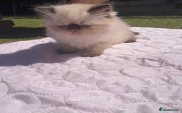 Persian cats for sale: Himalayan Persian kittens - Image 8