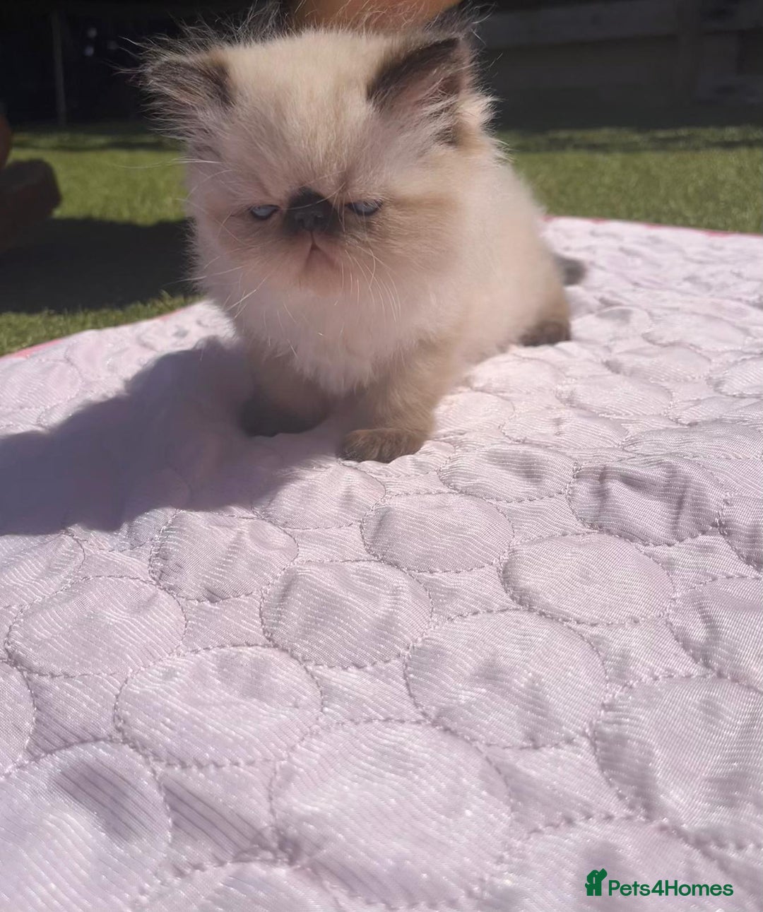 Persian cats for sale: Himalayan Persian kittens - Image 8