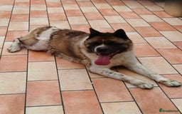 Akita dogs for sale: Big American Akita - Image 6