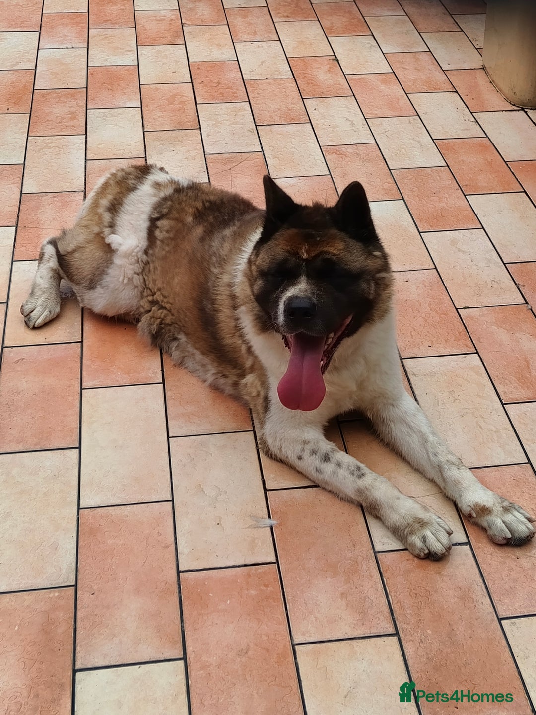 Akita dogs for sale: Big American Akita - Image 6