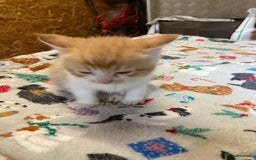 Persian cats for sale: 8 British short hair x Persian kittens  - Image 8