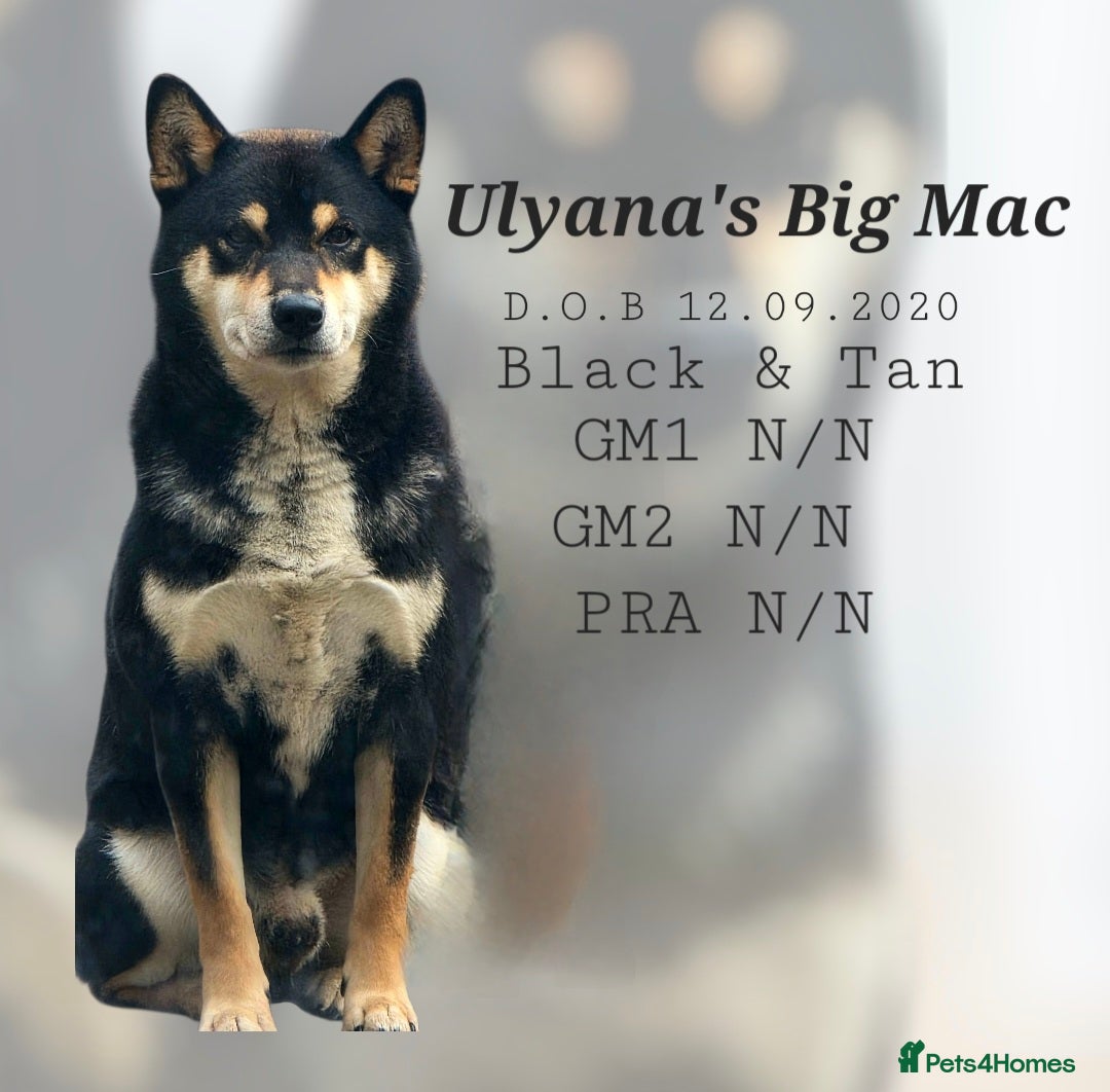 Japanese Shiba Inu dogs for sale: Outstanding Japanese Shiba Inu - Advert 5