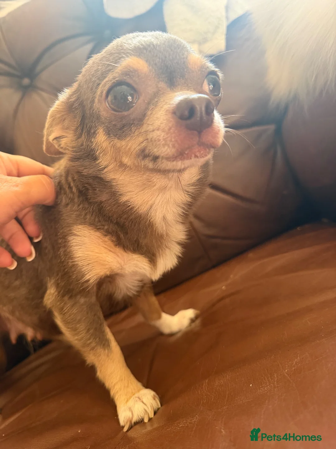 Chihuahua dogs for sale: 3 beautiful chihuahua pups - Advert 2