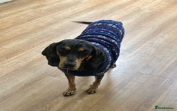 Mixed Breed dogs for adoption: Gypsy a hidden gem is looking for her forever home - Image 6