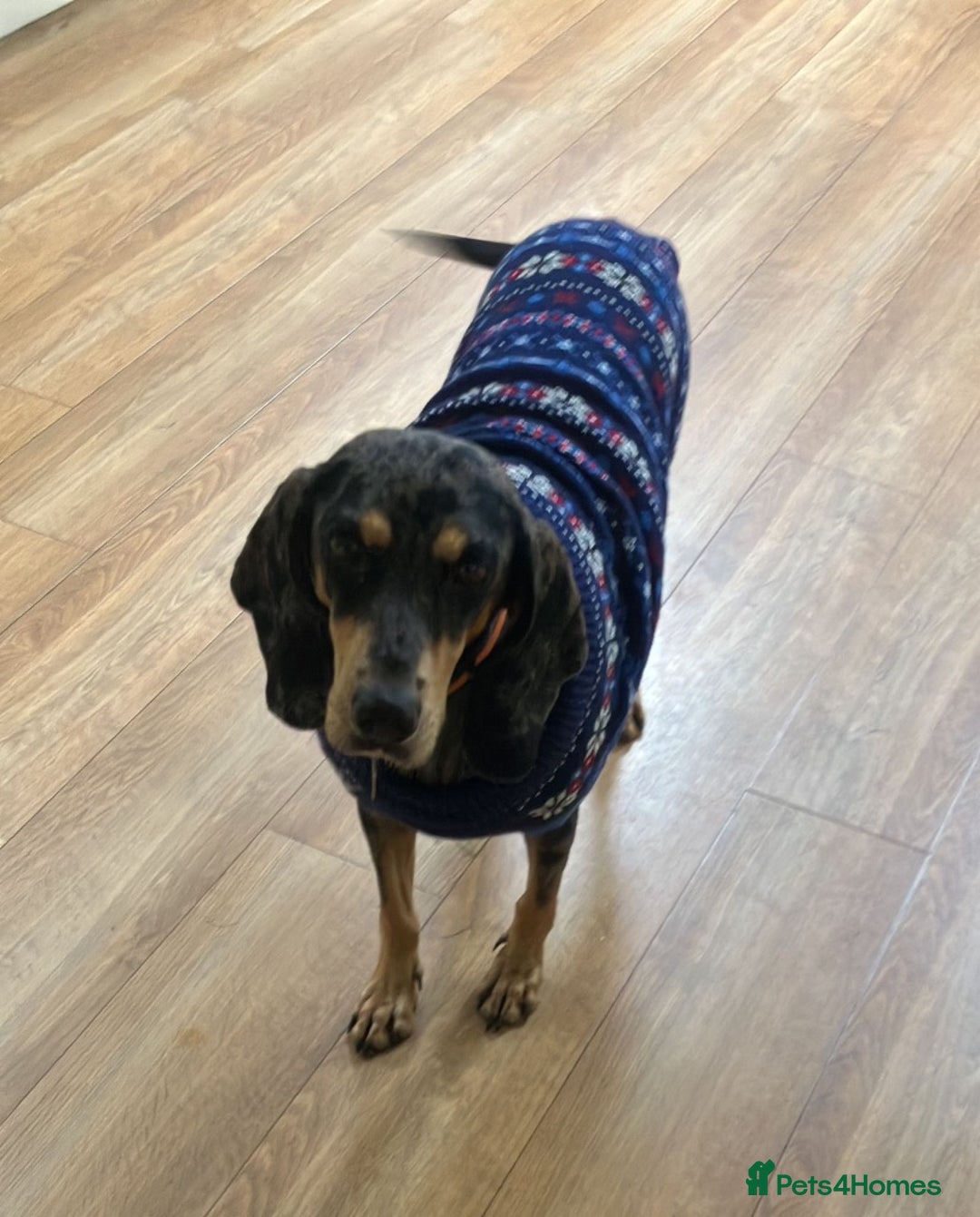 Mixed Breed dogs for adoption: Gypsy a hidden gem is looking for her forever home - Image 6