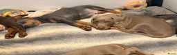 Dobermann dogs for stud: KC reg health tested Stud carries brown and dilute in Stockton-on-Tees - Advert 15