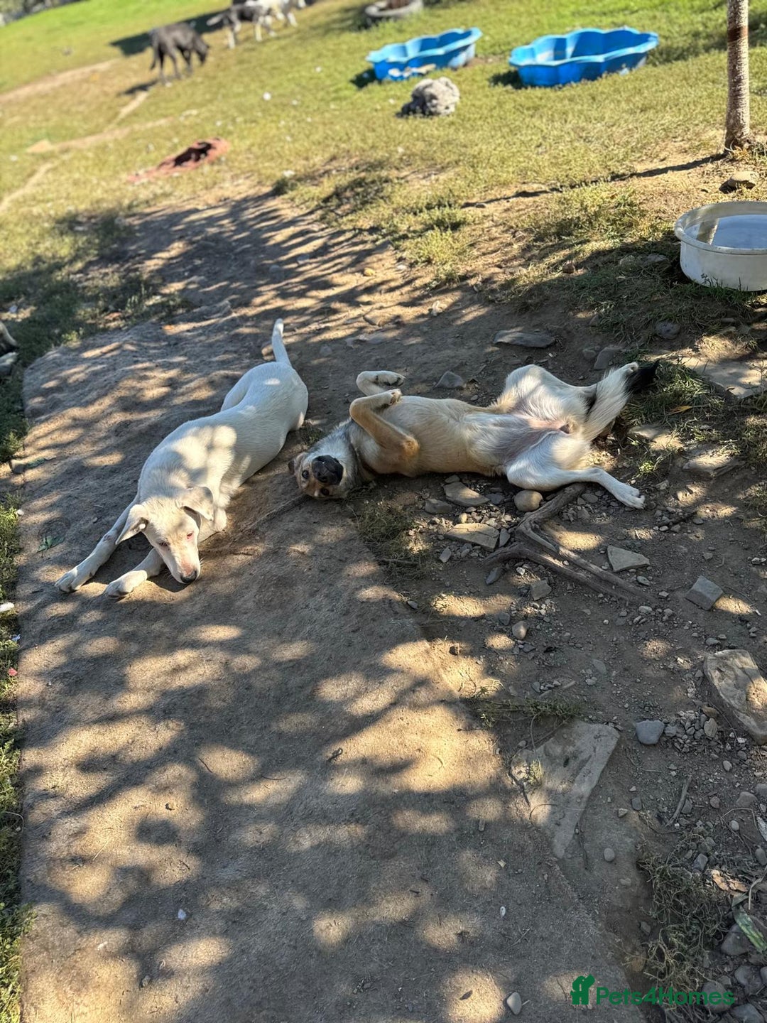 Mixed Breed dogs for adoption: EVIE - a Beautiful & Kind Girl, for a Loving Home - Image 4