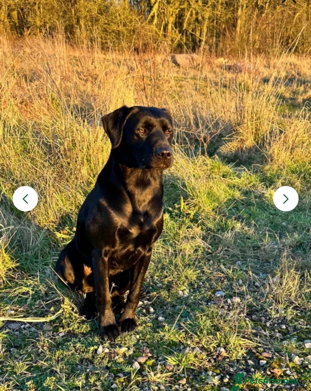 Labrador Retriever dogs for sale: Velvet black old English Labrador puppies  - Advert 19