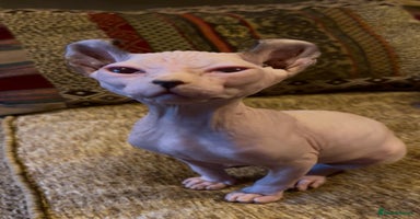 Sphynx cats - Advert 10