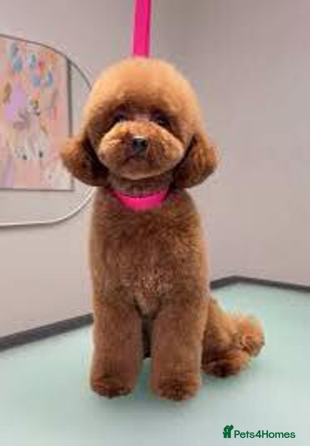 Cockapoo dogs for sale: Cockapoo  - Image 6