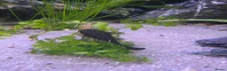 Plecos fish for sale: Bristlenose Pleco Juveniles (Approx 2.5cm)  in Havant - Advert 2