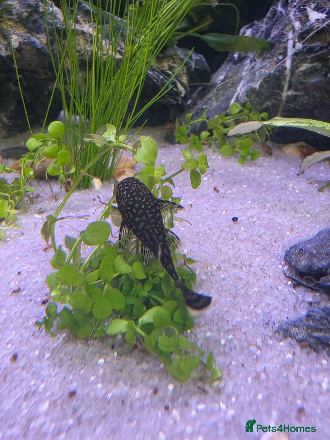 Plecos fish for sale: Bristlenose Pleco Juveniles (Approx 2.5cm)  in Havant - Advert 2