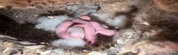 Ferret rodents for sale: 15 beautiful kits awaiting to be reserved.  - Advert 3