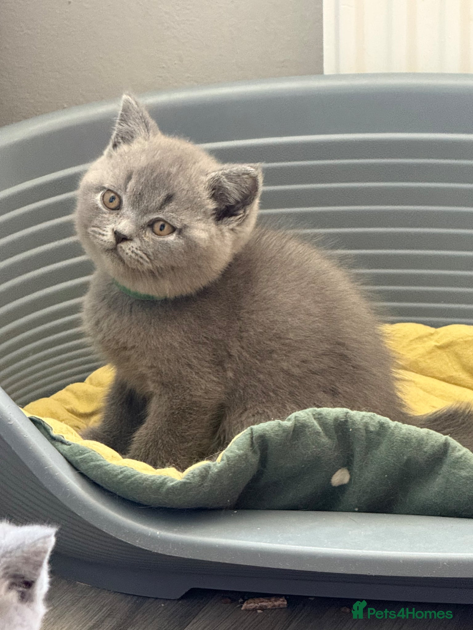 British Shorthair cats for sale: Pedigree British Shorthair Kittens ready to go! - Advert 22