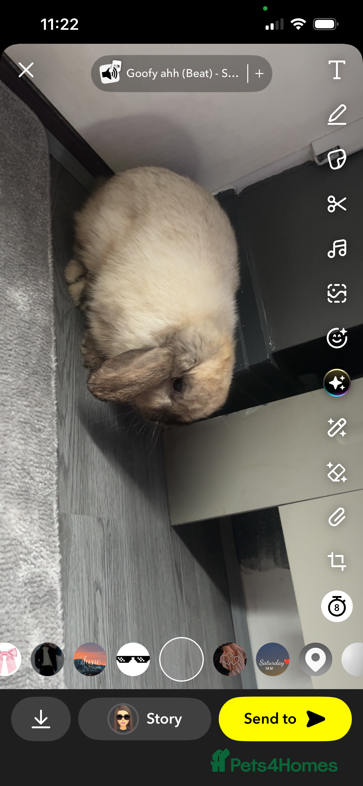 Mini Lop rabbits Mini lop babies  - Advert 2